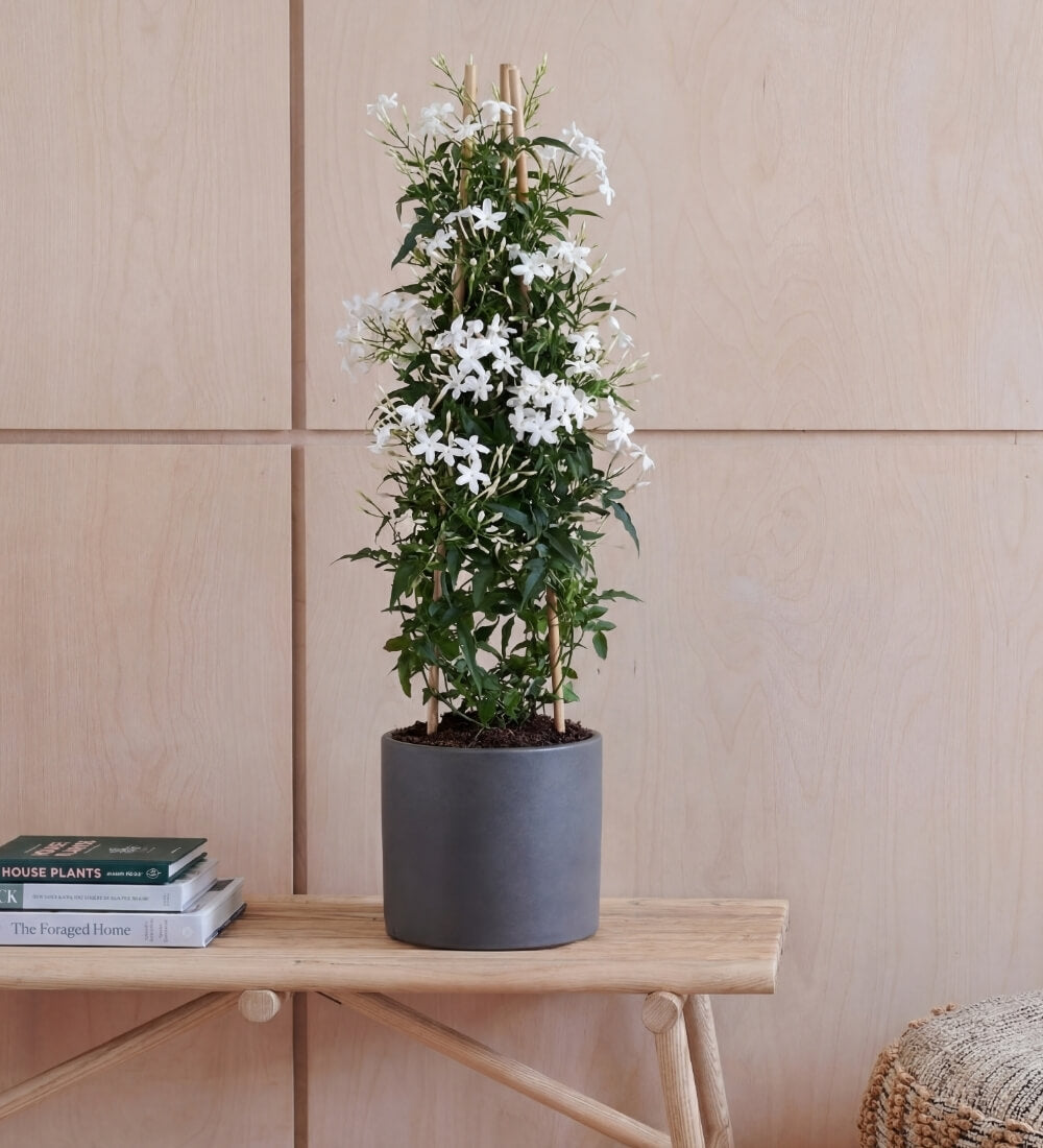 Jasmine Polyanthum