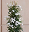 Jasmine Polyanthum