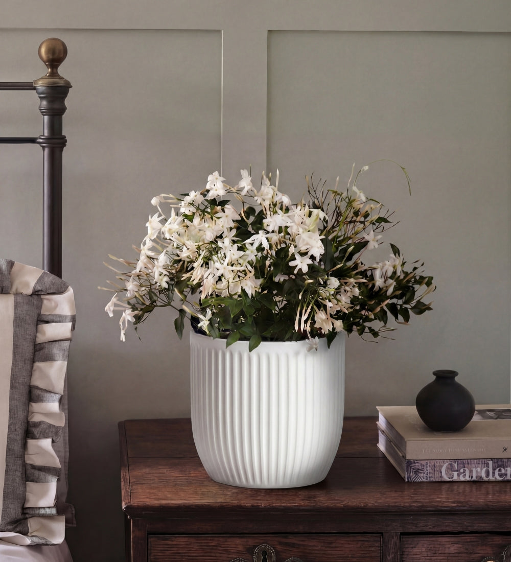 Jasmine & Ceramic Pot