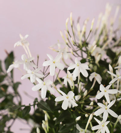 Jasmine