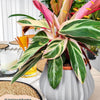 Calathea Triostar
