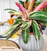 Calathea Triostar
