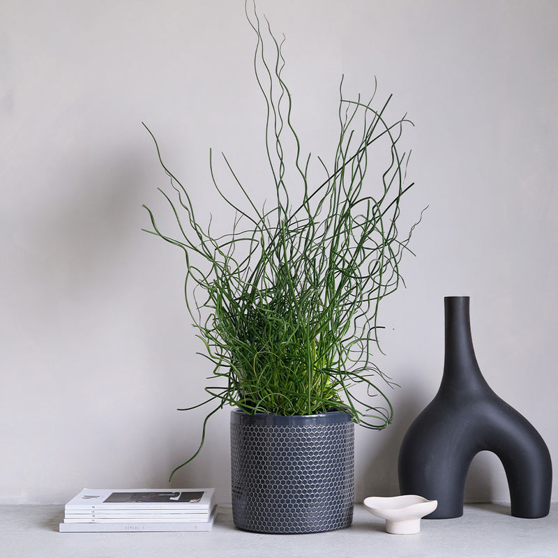 Juncus Effusus Spiralis & Pot
