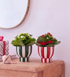 Kalanchoe Duo in Stripe Pots