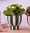 Kalanchoe Duo in Stripe Pots