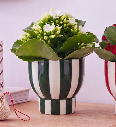 Kalanchoe Duo in Stripe Pots