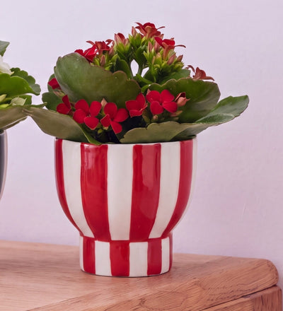 Kalanchoe Duo in Stripe Pots