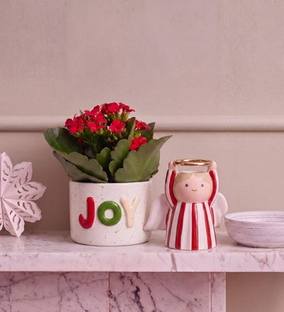 Kalanchoe Gift Box