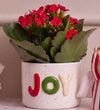 Kalanchoe Gift Box