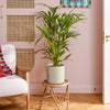Kentia Palm & Pot