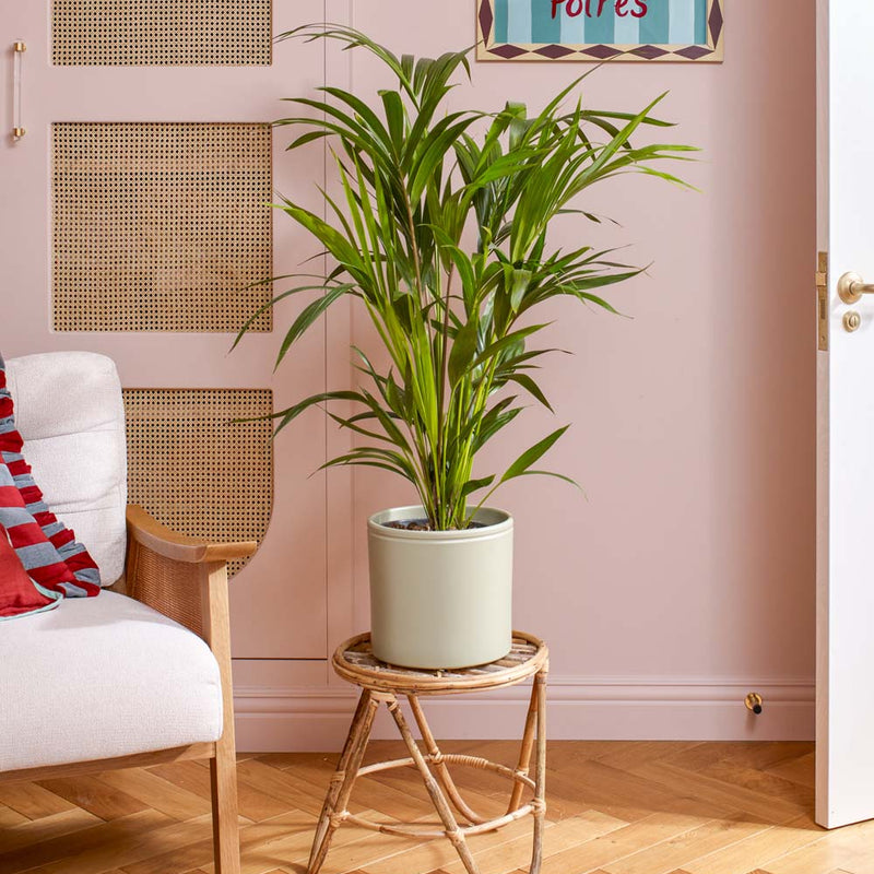 Kentia Palm & Pot