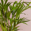 Kentia Palm & Pot
