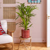 Kentia Palm & Pot