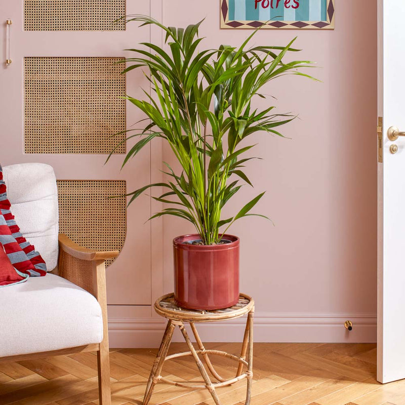 Kentia Palm & Pot