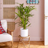 Kentia Palm & Pot