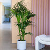 Kentia Palm & Pot