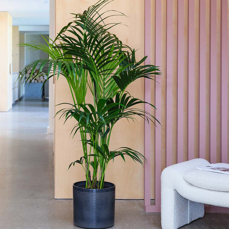 Kentia Palm & Pot