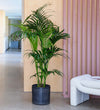 Kentia Palm & Pot