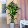 Kentia Palm & Pot