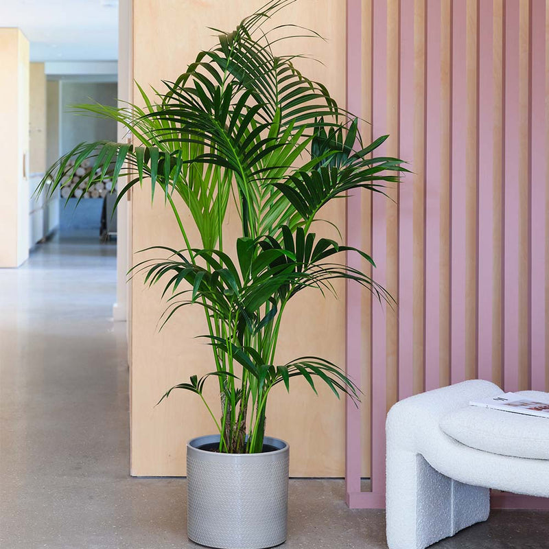 Kentia Palm & Pot