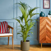 Large Kentia Palm & Pot
