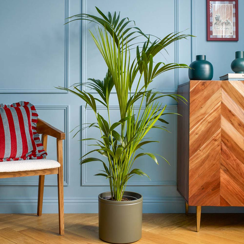 Large Kentia Palm & Pot
