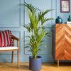 Large Kentia Palm & Pot