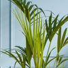 Large Kentia Palm & Pot