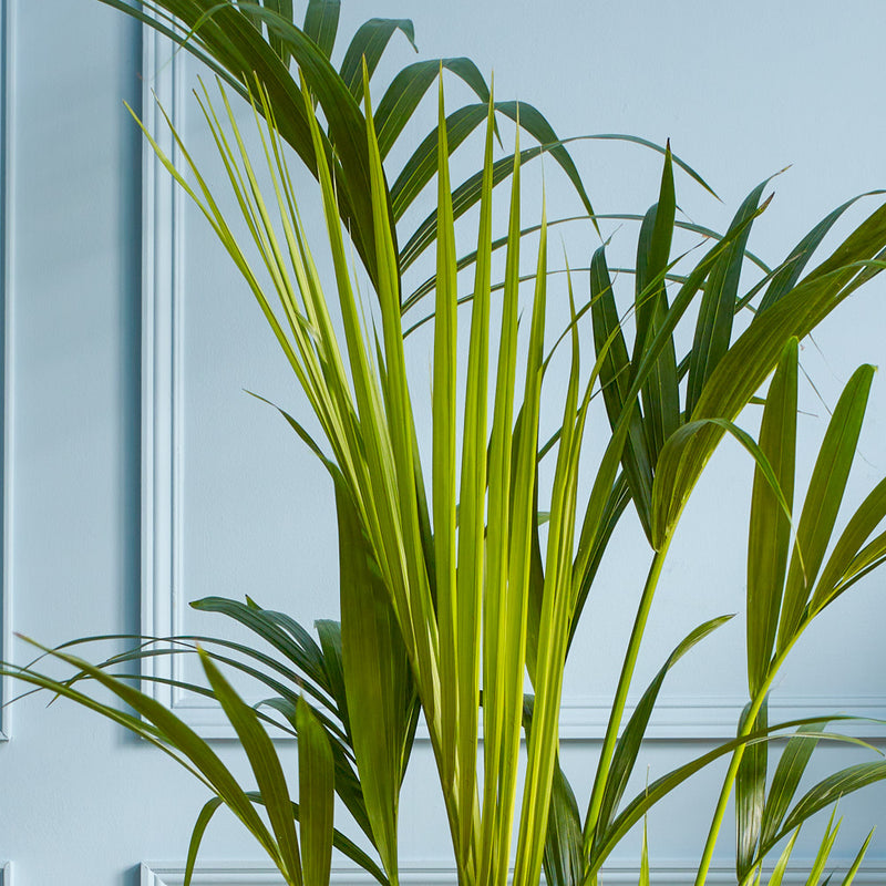 Large Kentia Palm & Pot