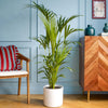 Large Kentia Palm & Pot