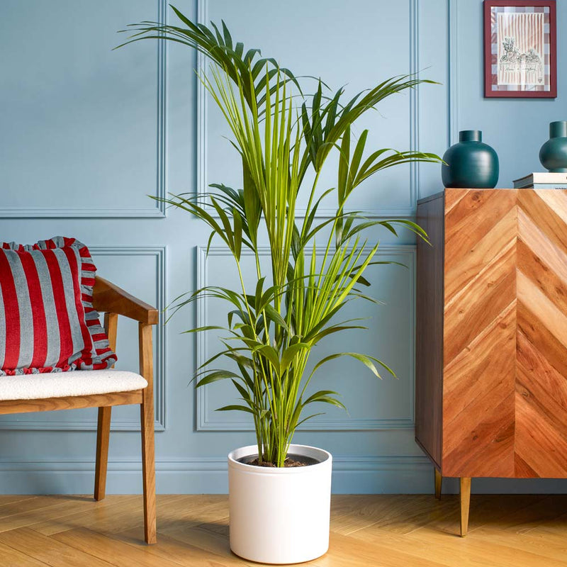 Large Kentia Palm & Pot