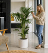 Kentia Palm
