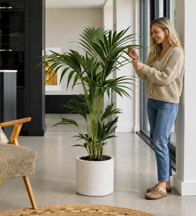 Kentia Palm