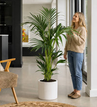 Kentia Palm