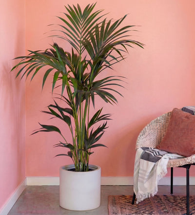kentia palm house plant Kentia Palm (Howea Forsteriana)