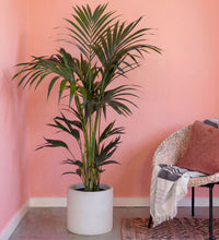 Kentia Palm