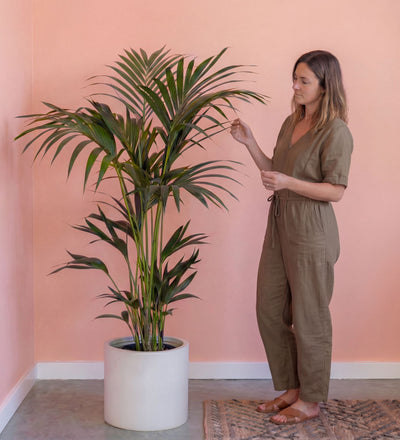 Kentia Palm
