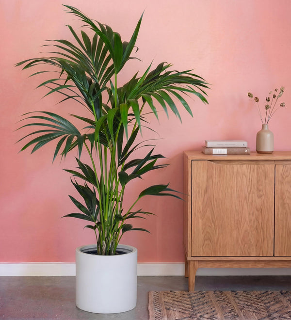 20% off Large Plants