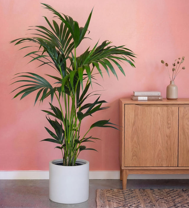 Kentia Palm