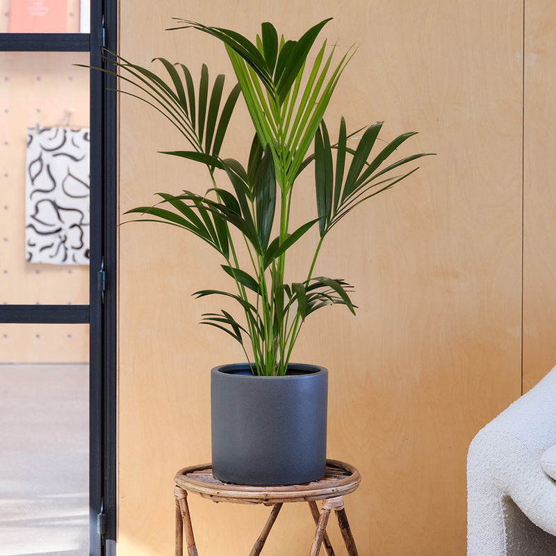 Kentia Palm & Pot