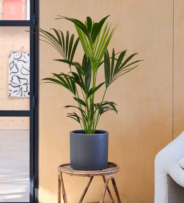Kentia Palm & Pot