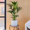Kentia Palm & Pot