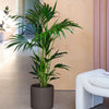 Kentia Palm & Pot