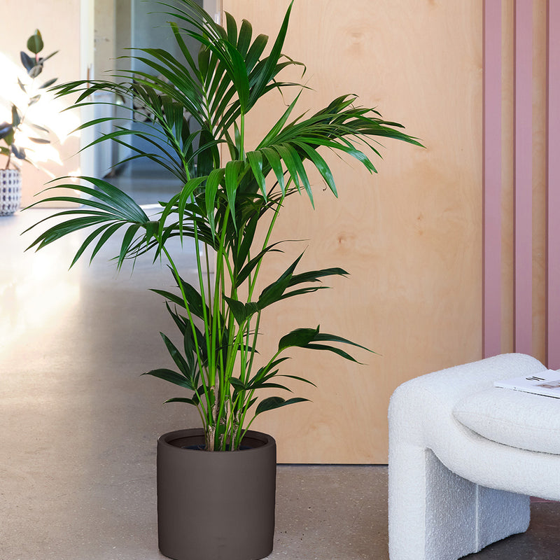Kentia Palm & Pot