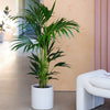 Kentia Palm & Pot