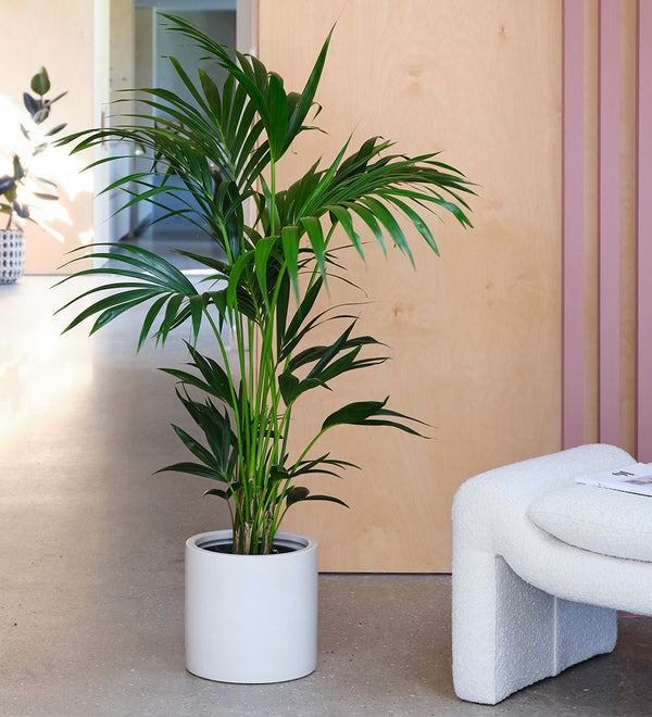 Kentia Palm & Pot