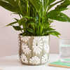 Khaki Daisy Pot