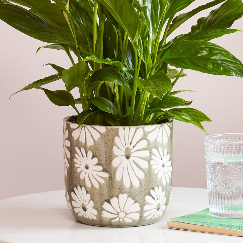 Khaki Daisy Pot