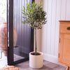Olive Tree