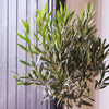 Large Olive Tree